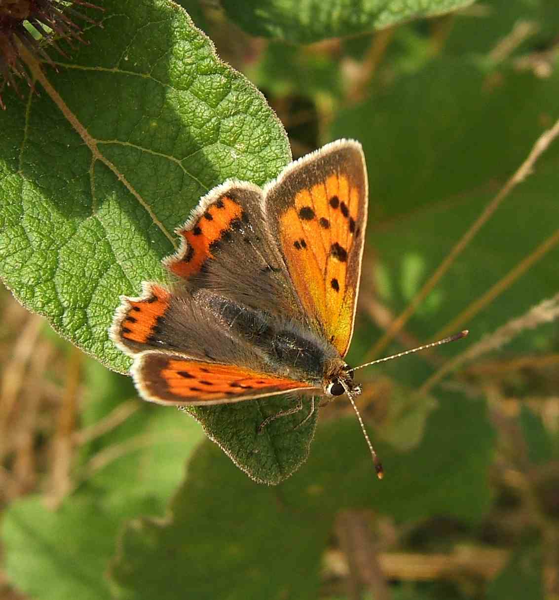 Lycaena phlaeas Lycaena phlaeas